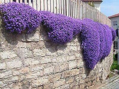 Rock CRESS Mix - 600 Seeds - Aubrieta cultorum - Rockery Flower groundcover - NPWS