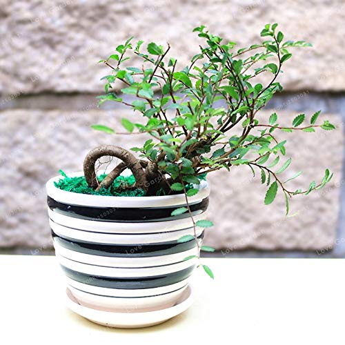 Pinkdose Chinesische Ulme Bonsai Baum Bonsai Neue Frische Woody Mehrjährige Outdoor Garten Bonsai Mini Ulmus Pumila 30 Teile/beutel - Image 3