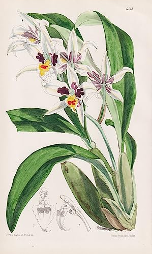 Odontoglossum Maxillare. Tab. 6144 - Mexico Mexiko / Pflanze Planzen plant plants / flower flowers Blume Blumen / botanical Botanik botany / aus 