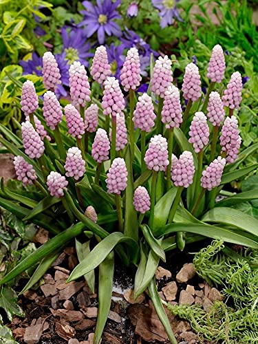 Siddhi Vinayak Gallery Grape Hyacinth Skylight | Musckari | Muscari Highest Quality Flower Bulbs For Outdoor & indoor Gardening | Pack Of 14 Pink Aromatic Flower Bulbs