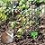 ZOKCC 30Pcs Plant Protector from Animals: 10 Pack Metal Mesh Plant Cages to Keep Animals Out - Garden Protection Bunny Barricades from Chicken Squirrels Rabbits for Flowers Vegetables