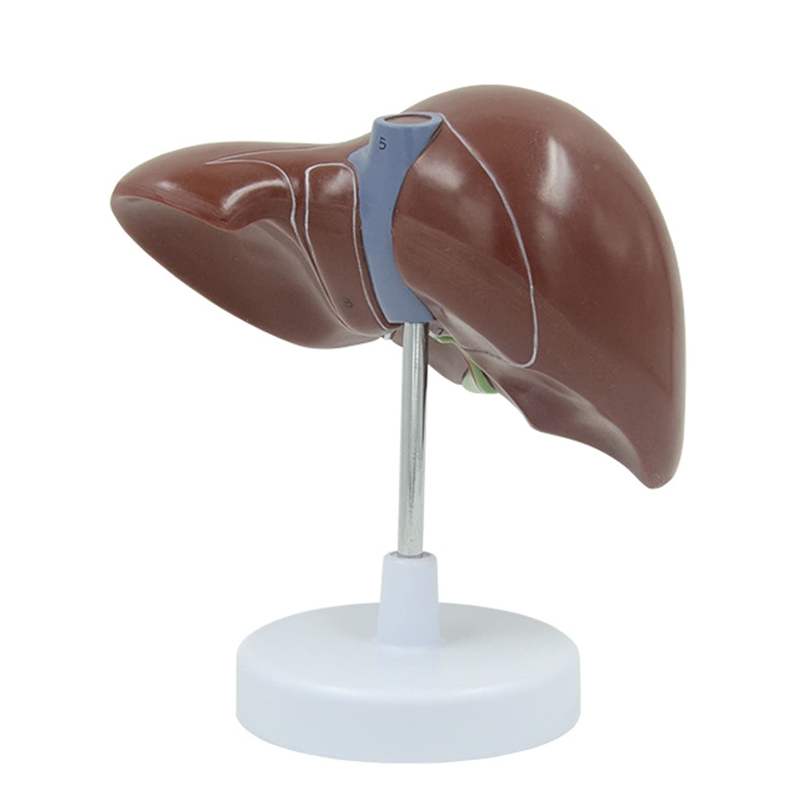 Anatomiczny model ludzkiej wątroby anatomiczny model narządów ludzkich szkoła nauczanie narzędzie ekspozycyjne sprzęt laboratoryjny