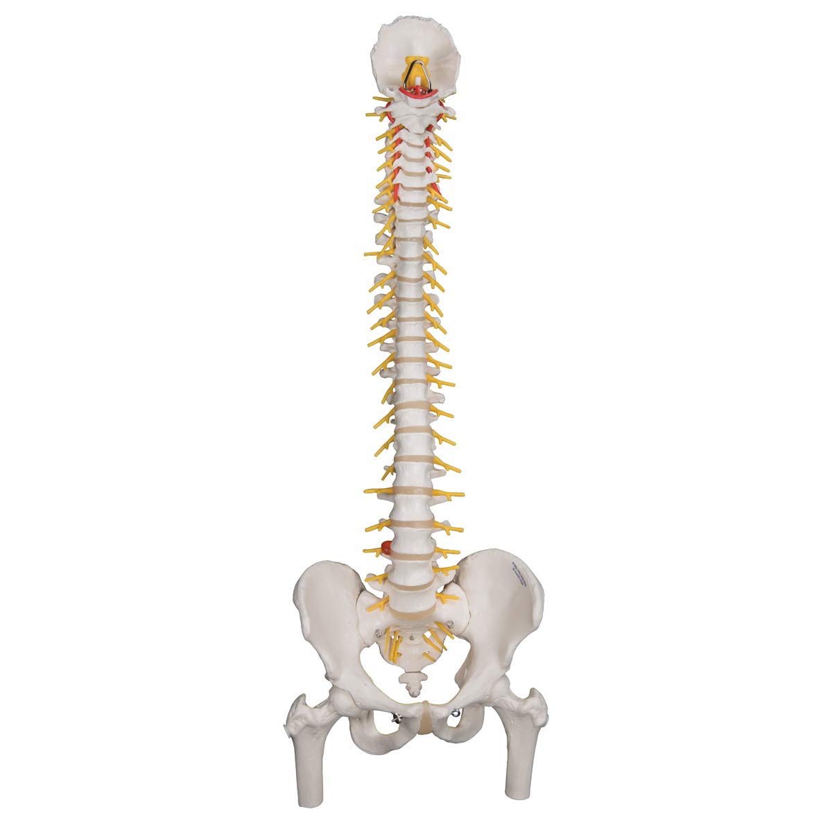 3B Scientific A58/6 Deluxe Flexible Spine Model with Femur Heads, 32.7" Height