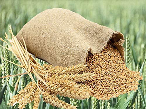 Whole Wheat Fresh from Village Farms,Gehoon,No Preservatives,Genhu, Sabut Gehoo Deshi Wheat Whole Premium Sortex 15 Kg Godhumai Godhambu Godhumalu Godhi Gehun Gom Ghau GovaGahu Gahama Kamak