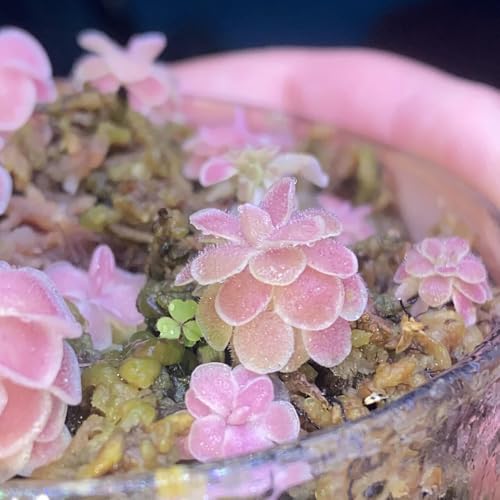 Semillas de plantas carnívoras de Butterwort, Plantas resistentes para el jardín. Semillas de plantas de butterwort, Pinguicula vulgaris, Plantas resistentes para balcones. plantas 10pcs