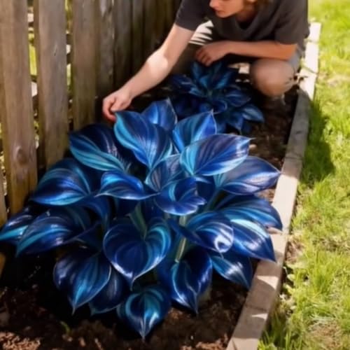 Rizomas de Hosta Perenne: Resistente al Frío, Fácil de Cultivar – Adecuado para Interior y Exterior -f-4 Rizomas