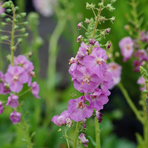 Blumixx Stauden Verbascum phoeniceum 'Rosetta' - Bunte Königskerze rosa