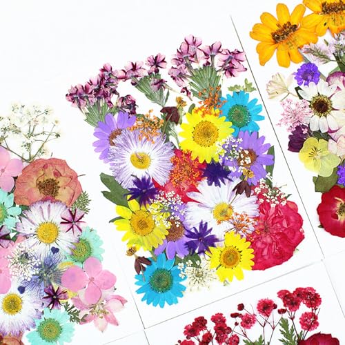 Flores secas prensadas 35 piezas para manualidades miniatura 2