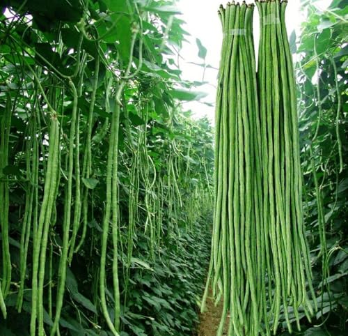 30+ Seeds Snake Yard Long Asparagus Pole Bean Seeds for Planting Red and Green Noodle Beans Heirloom Non-GMO Delicious Vegetable Seeds