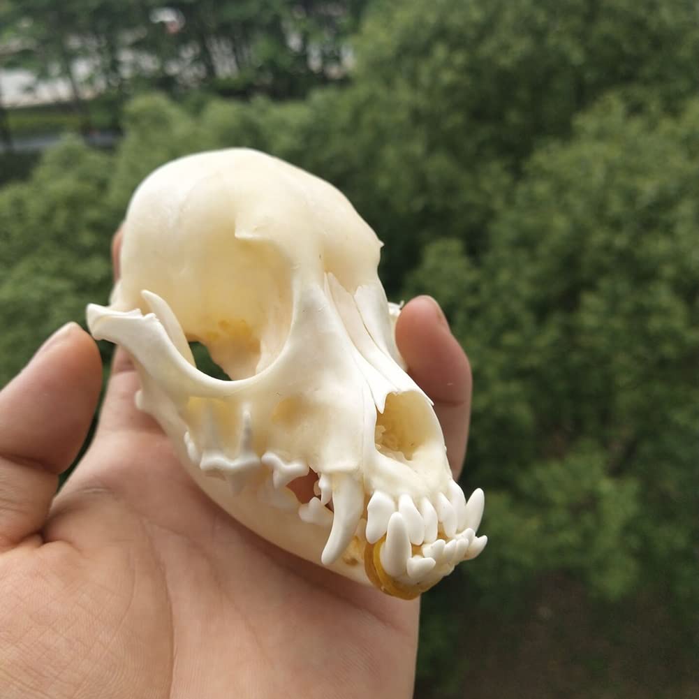 Reale animale Cranio di cane/Castoro/Volpe/Procione/Gatto/Topo muschiato/Visone/Coniglio Cranio Esemplari per la decorazione domestica da collezione Studio(Dog)
