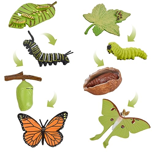 Hoxfly 8 Pcs Ciclo de Vida de Mariposas Modelo de Crecimiento Ciclo de la Vida de una Polilla Luna Figura de Juguete, Juguetes para Insectos Figuras de Insectos Modelo de Juguete Figuras de Animales