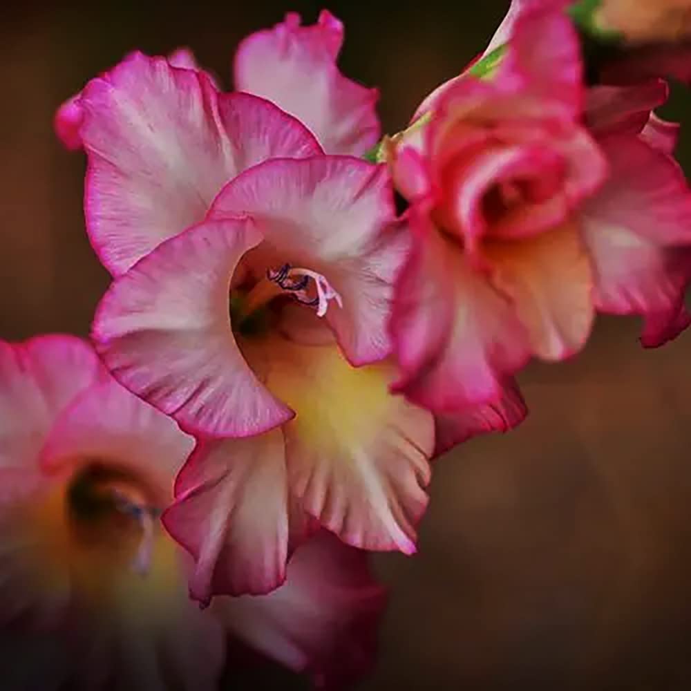 10 rosa Gladioluszwiebeln Einfach zu pflanzen trockenheitstolerant blühend bieten und Ideal für Schnittblumensträuße dekorieren Leicht zu keimen Starke Anpassungsfähigkeit