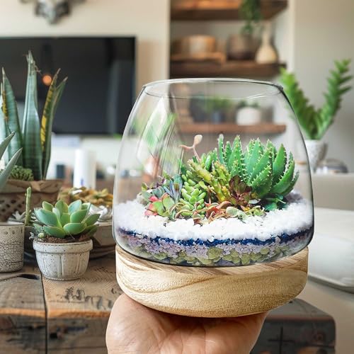6 Inch Plant Glass Terrarium with Removable Wooden Base for Succulents Glass Bowl for Air Plant Cactus Moss (Plants not Included) 6 Inch Plant Glass Terrarium with Removable Wooden Base for Succulents Glass Bowl for Air Plant Cactus Moss (Plants not Included)