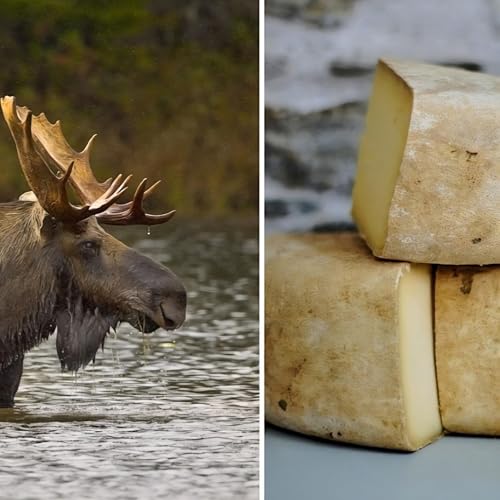 『SoberNotMature - Episode 185 (Danger Moose & The Cheese In The Morning)』のカバーアート