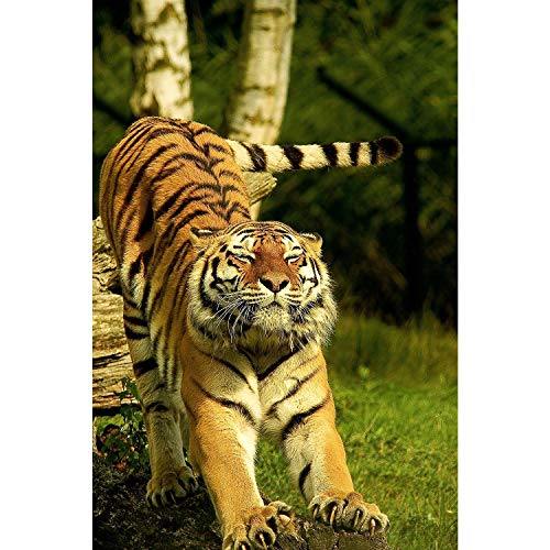 Tigre affiche grand format pour habiller un mur vide salon poster photo