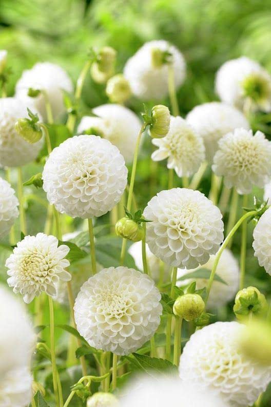 Ritz Farming® Dahlia pom pom vearty flower bulbs | Dahlia organic white flower bulbs for Home pots | all Season Flowering bulbs for Home And Kitchen Gardening pack of 1 bulbs (B0C3VNGSD5) Amazon Price History, Amazon Price Tracker