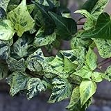 Efeu, kletterpflanzen hängepflanzen, efeutute zimmerpflanze topfpflanzen für draußen wohnzimmer deko seltene geschenke 30Samen