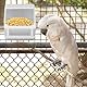 Hwtcjx 2 Stück Futterspender Vogel für Wellensittiche, Wellensittich Futterspender, Wellensittiche Futterautomat Vogelfutter für Kanarienvögel, Nymphensittiche, Finken, Sittiche, Samen (Weiß)