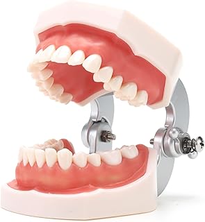 ASINTOD Life-Size PVC Detachable Model, Enhance Detachable Education Realistic, Removable Teeth Model for Teaching, Practice and Study