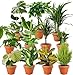 8er-Set-Pflanzenüberraschung | +/- 40-70cm | ø 12-15cm Topf | Pflanzen für Wohnung und Büro, Qualität vom Pflanzen Profi, Schneller Pflanzenversand, Raumbegrünung