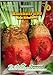 N.L. Chrestensen Futterrübe Runkelrübe Roja Eckendorf rot (Eckdorot Typ Rote Walze) Rübe saftfutter