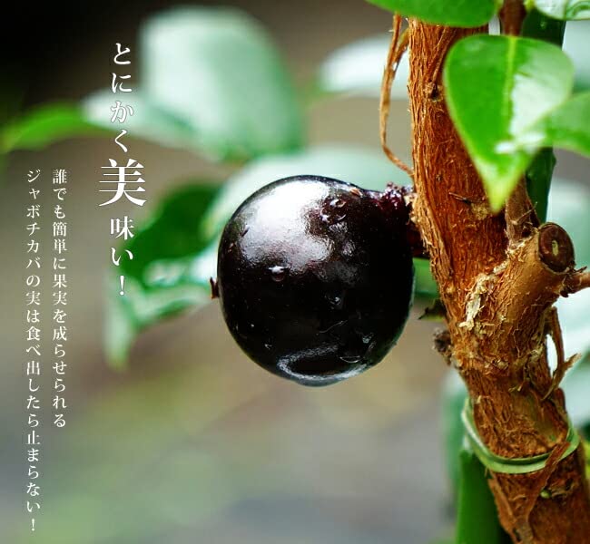 61花芽 ジャボチカバ【半耐寒性 四季咲き】 - 果樹