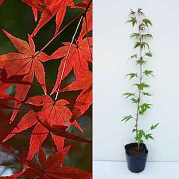 51NqnxVCuQL._AC_UF350, 51NqnxVCuQL._AC_UF350,