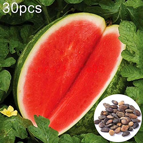 Steellwingsf Watermelon Seeds 30Pcs Seedless Watermelon Seeds Sweet Summer Juicy Fruit Garden Yard Farm Plant 160Pcs