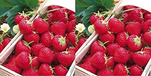 Strawberry Plants Elsanta x100 Bare Rooted Plants