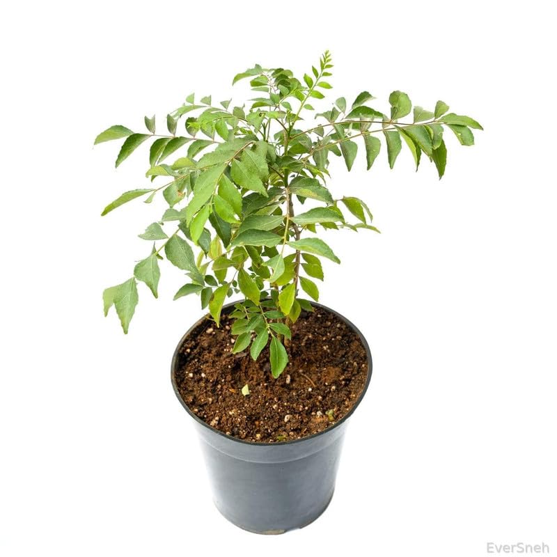 EverSneh Live Curry Leaves Kadi Patta Murraya koenigii Meetha Neem Plant Live With Pot (Pack of 1) (B0CWKTBZ9C) Amazon Price History, Amazon Price Tracker