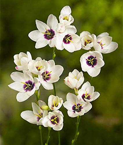 LIVE GREEN Ixia Hogarth Imported Unique Variety Winter Flower Bulb for Pot and Garden - 5 Bulbs (B07ZH5G9ST) Amazon Price History, Amazon Price Tracker