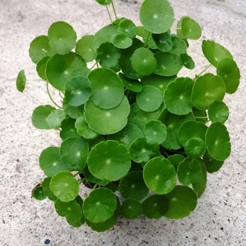 Lucky Coin (Chinese Money Plant) – Beautiful Indoor Green Plant | Good Luck Indoor Plant for Positive Energy & Wealth | Air Purifying Plant for Home & Office Décor