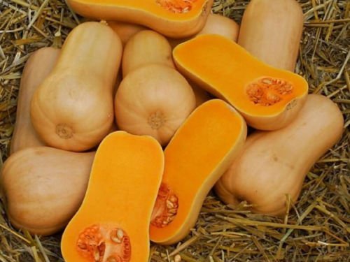 25 calabazas semi Waltham 2018