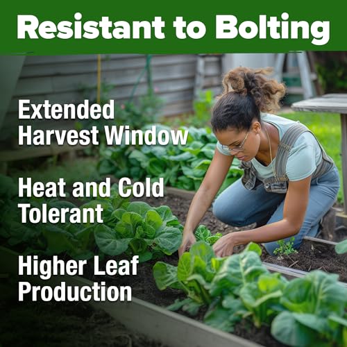 Image of HOME GROWN Parris Island Romaine Lettuce Seeds 7000+ Bulk Pack Heirloom Non-GMO, High Germination, Crisp Cos Lettuce for Planting, Indoor Outdoor Hydroponic Garden, Slow to Bolt (Lactuca Sativa)