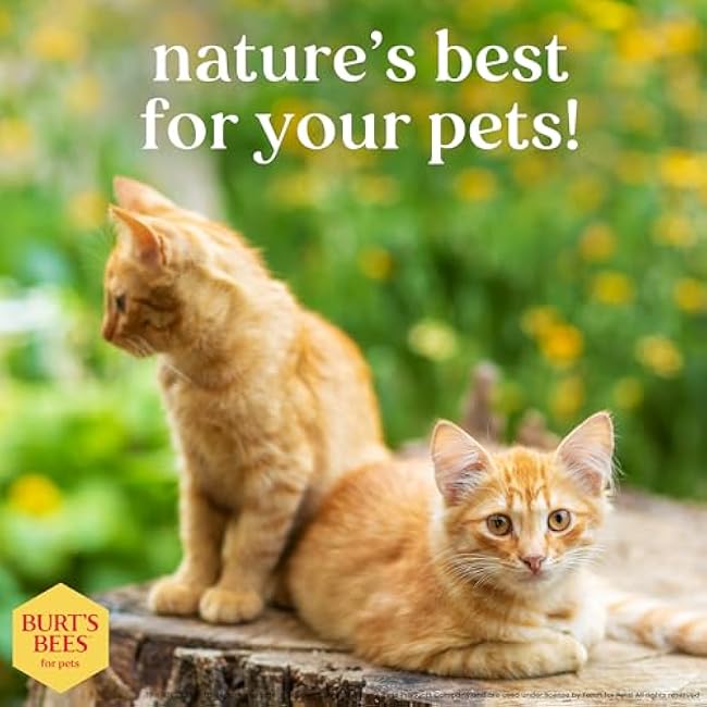 Burt's Bees for Pets Tearless Kitten Shampoo with Buttermilk, 99.3% Natural Origin Formulas, Pet Shampoo for Cats, Gentle Cat Shampoo, Cat Shampoo for Itchy Skin, 10 oz-B5kAogcG