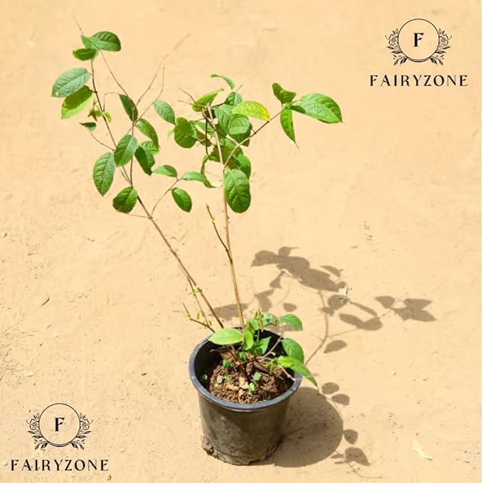 Image of Live Madhumalti Plant (मधुमालती) Creeper New Double Petals Rangoon Combretum Indicum Live Plant Flowers With Fragrance Indoor Outdoor Live Flowering Plant