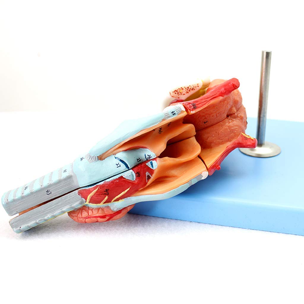 Modèle d'enseignement, modèles scientifiques d'anatomie humaine - Modèle de langue anatomique attaché à la gorge - Muscle anatomique du larynx et cavité laryngée - Peinture à la main avancée pour l'ai