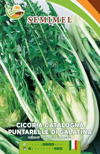 Semi di Cicoria Catalogna a Puntarelle – Verdura da Taglio Autunno-Inverno dal Gusto Amarognolo, Varietà Tradizionale per Orto Domestico e Coltivazione Facile 2 Confezioni
