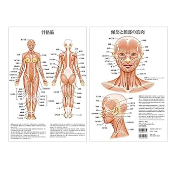 チャートブック 骨格筋の解剖 チャートブック骨格筋の解剖 チャートブック骨格筋の解剖 | 川原