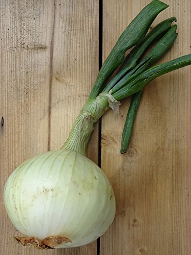 Gemüsezwiebel \'Globo\' (Allium cepa) 100 Samen Zipolle Küchenzwiebel Speisezwiebel Bolle Gemüsezwiebel \'Globo\' (Allium cepa) 100 Samen Zipolle Küchenzwiebel Speisezwiebel Bolle