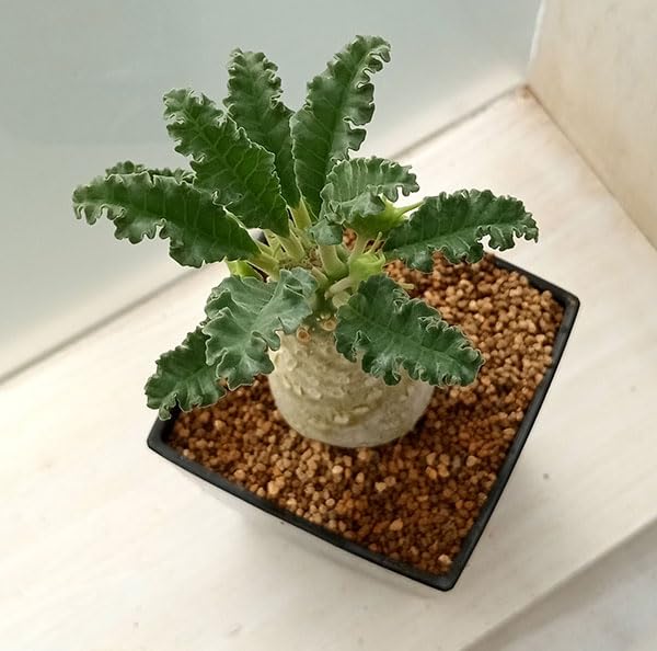 Amazon｜ドルステニア：ラブラニー 7cm角鉢[塊根植物]｜観葉植物