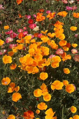 Californian Poppy Seeds Single Mixed Flower Seeds that Attract Bees & Butterflies Easy-to-Grow Garden Patio & Container Flowers (Eschscholzia Californica)