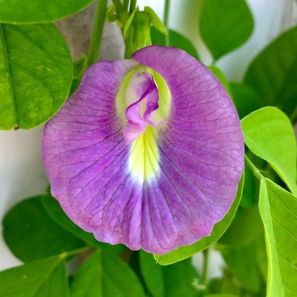 Image of Butterfly Pea Mixed Color Flower Seeds, 35 Count, Double and Single Petals, Medicinal Climbing Vine for Outdoor Garden, Shankhpushpi Hybrid Seeds with Blue, Red, Pink, Yellow Blooms. NLH 9