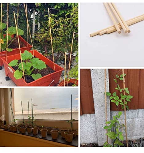 GREENARTZ® Wooden Support Sticks for Plants Creepers Climbers Stem Support Climbing Support for Home (2 Feet, 12)