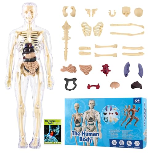 Modelo Anatómico Humano, ZoneYan Modelo Humano de Cuerpo Humano Desmontable, Esqueleto Humano de Plastico Educativo, para Estudiantes Profesores Aulas Homeschooling