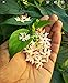 All Time 12 months flowering Parijat/Harsingar live Plant & Tree | Night Flowering Jasmine | Night Queen Highly Fragrant Plant | Pack of 1