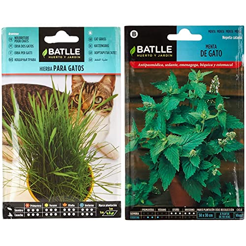 Hierba para GATOS - Graminae & Menta de Gato-Nepeta catania