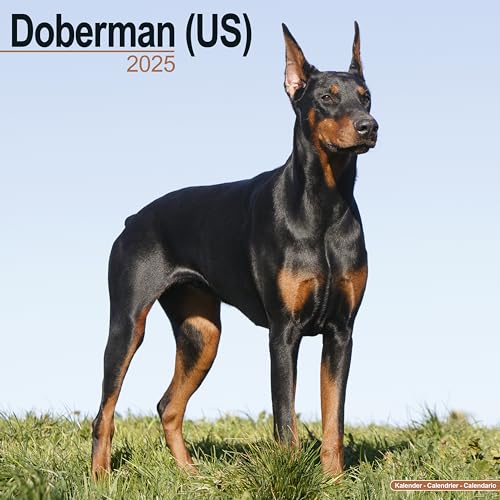 Doberman (US) Calendar 2025 | Square Dog Breed Wall Calendar - 16 Month