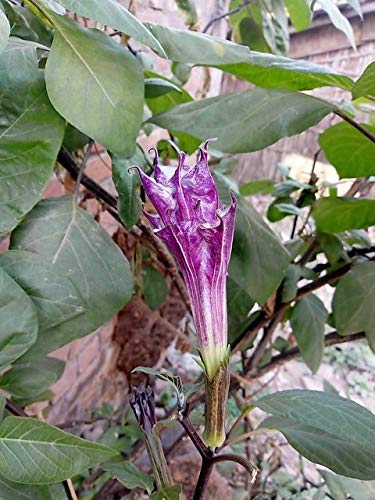 Baby Plants - Dhatura Herbal Plant Black Color Flower Live with Beautiful Pot & Secure Packing (B09C4WB28Y) Amazon Price History, Amazon Price Tracker