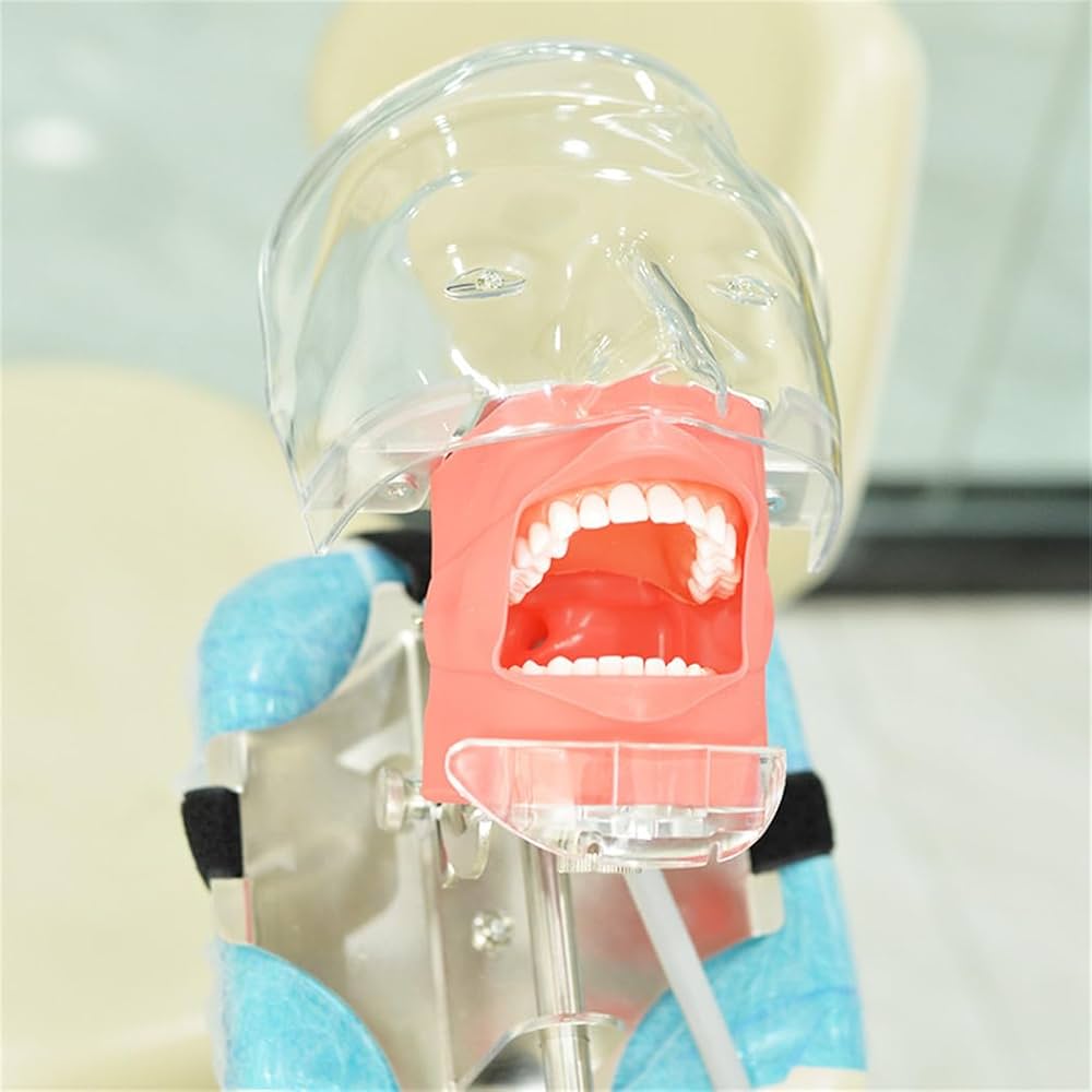 口腔模型と歯型セット Amazon.co.jp: xixinxing 歯の模型 歯科用ファントムヘッド